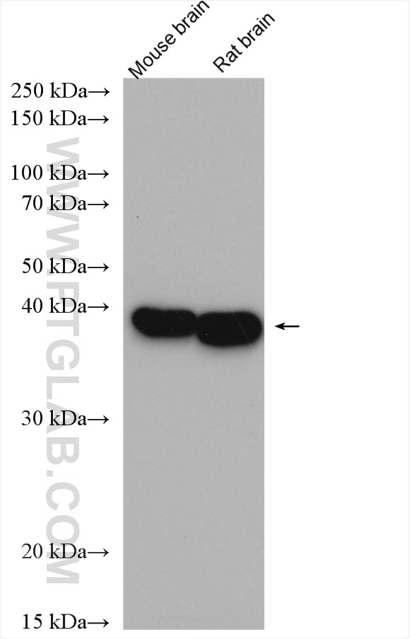 Western Blot (WB) analysis of various lysates using GNAI1 Polyclonal antibody (12617-1-AP)