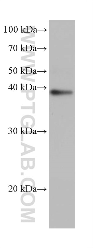 Western Blot (WB) analysis of pig brain tissue using GNAI1 Monoclonal antibody (68266-1-Ig)