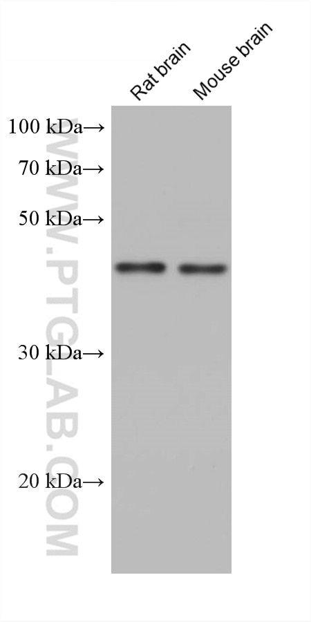 Western Blot (WB) analysis of various lysates using GNAI1 Monoclonal antibody (68266-1-Ig)