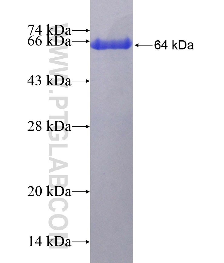 GNAI1 fusion protein Ag3290 SDS-PAGE