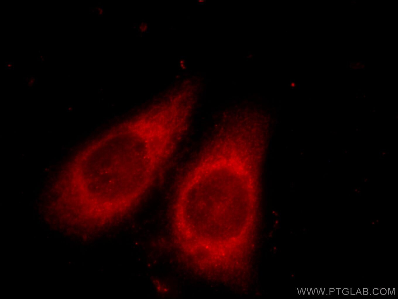 GNAI2 Polyclonal antibody