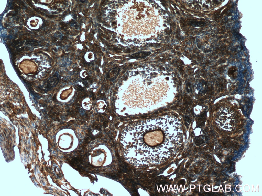 Immunohistochemistry (IHC) staining of mouse ovary tissue using GNAI2 Polyclonal antibody (11136-1-AP)