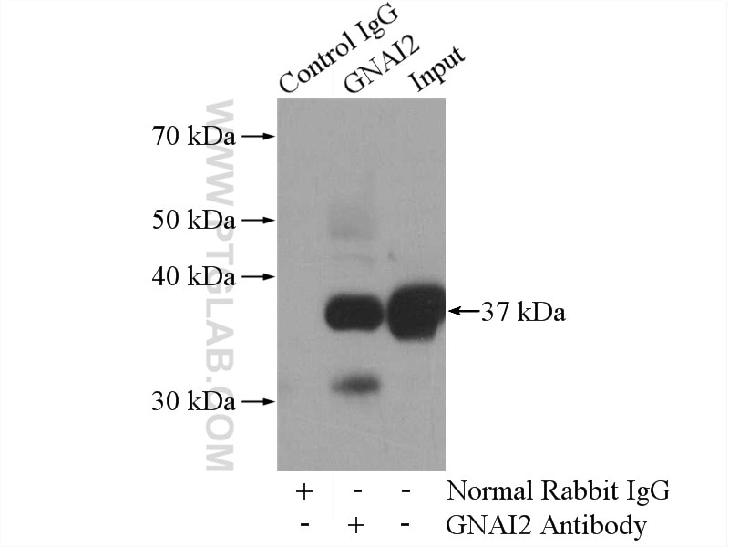 Immunoprecipitation (IP) experiment of mouse brain tissue using GNAI2 Polyclonal antibody (11136-1-AP)