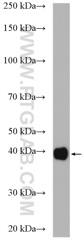 Western Blot (WB) analysis of fetal human brain tissue using GNAI2 Polyclonal antibody (11136-1-AP)