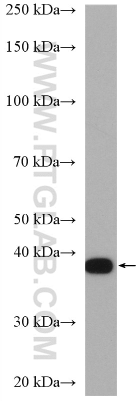 Western Blot (WB) analysis of SKOV-3 cells using GNAI2 Polyclonal antibody (11136-1-AP)