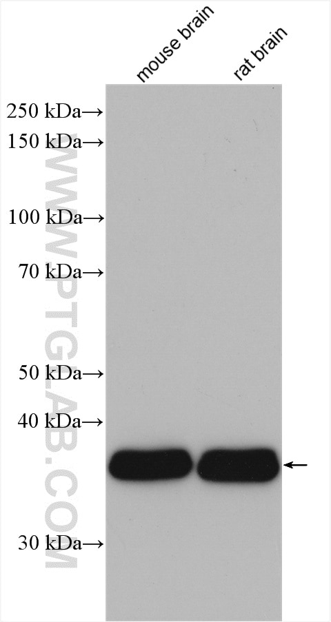 Western Blot (WB) analysis of various lysates using GNAI2 Polyclonal antibody (11136-1-AP)