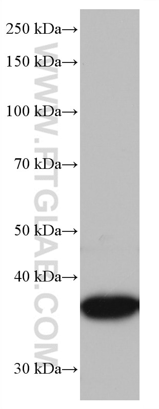 Western Blot (WB) analysis of U-937 cells using GNAI2 Monoclonal antibody (67007-1-Ig)
