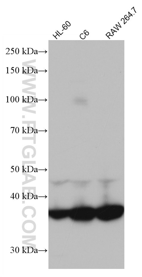 Western Blot (WB) analysis of various lysates using GNAI2 Monoclonal antibody (67007-1-Ig)