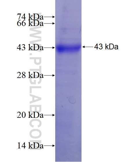 GNAI2 fusion protein Ag28560 SDS-PAGE