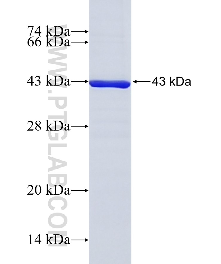 GNAI2 fusion protein Ag28560 SDS-PAGE