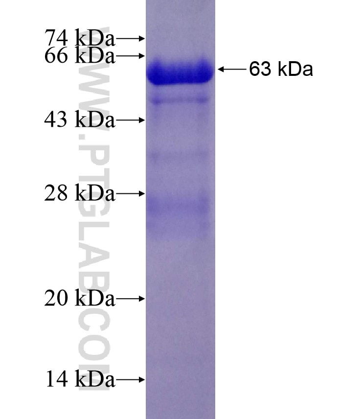 GNAI2 fusion protein Ag1597 SDS-PAGE