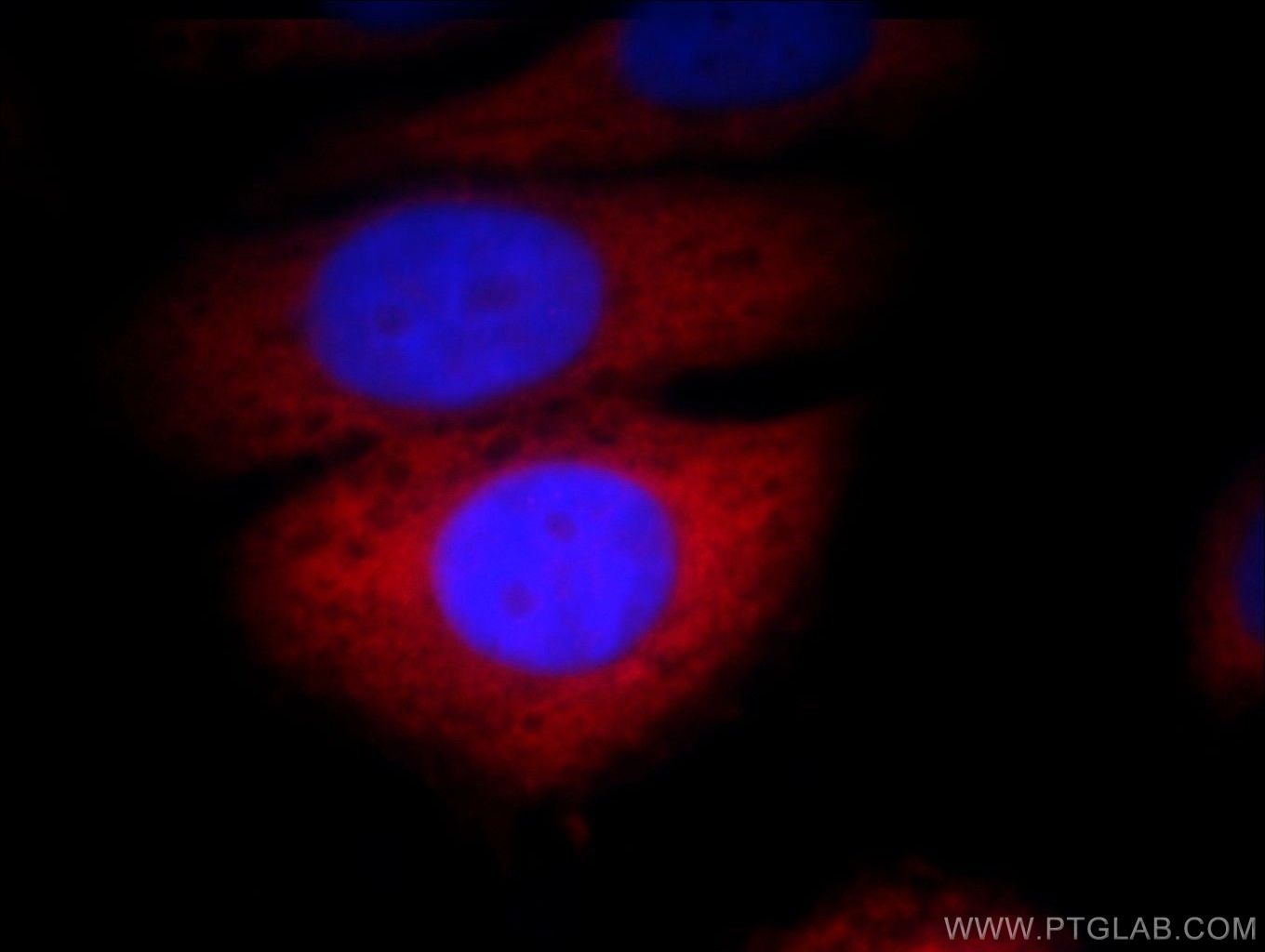 Immunofluorescence (IF) / fluorescent staining of HepG2 cells using GNAI3 Polyclonal antibody (11641-1-AP)