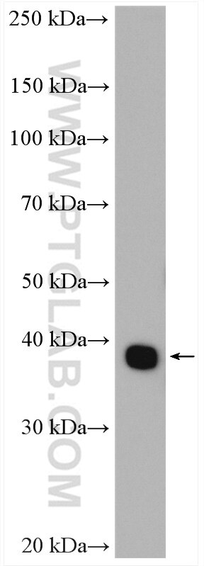 Western Blot (WB) analysis of A431 cells using GNAI3 Polyclonal antibody (11641-1-AP)