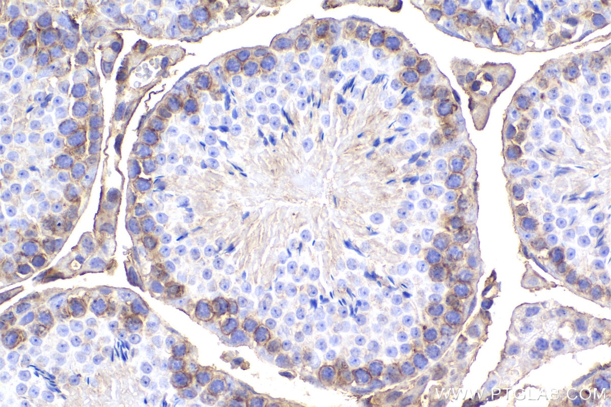 IHC staining of mouse testis using 68156-1-Ig (same clone as 68156-1-PBS) Immunohistochemistry (IHC) staining of mouse testis tissue using GNAI3 Monoclonal antibody (68156-1-Ig)