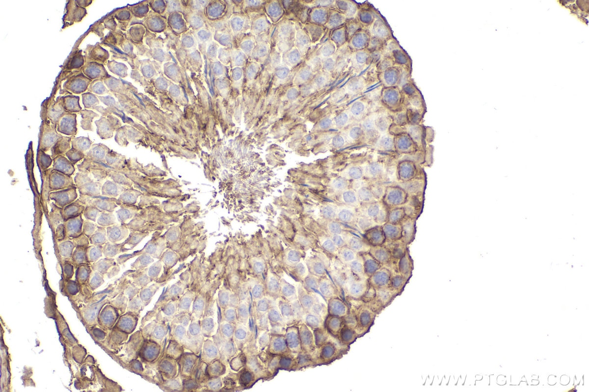 IHC staining of rat testis using 68156-1-Ig (same clone as 68156-1-PBS) Immunohistochemistry (IHC) staining of rat testis tissue using GNAI3 Monoclonal antibody (68156-1-Ig)