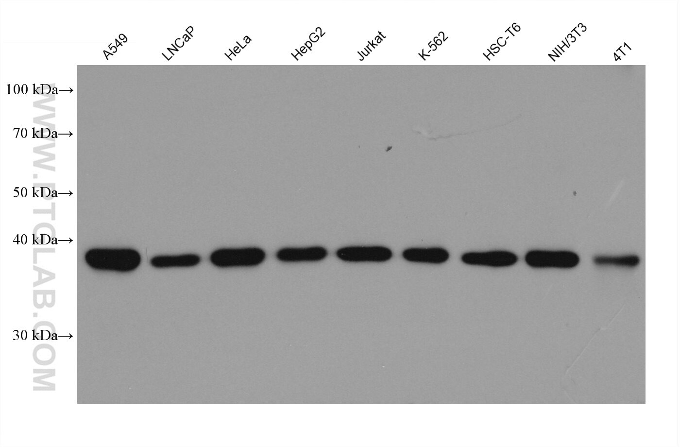 Western Blot (WB) analysis of various lysates using GNAI3 Monoclonal antibody (68156-1-Ig)