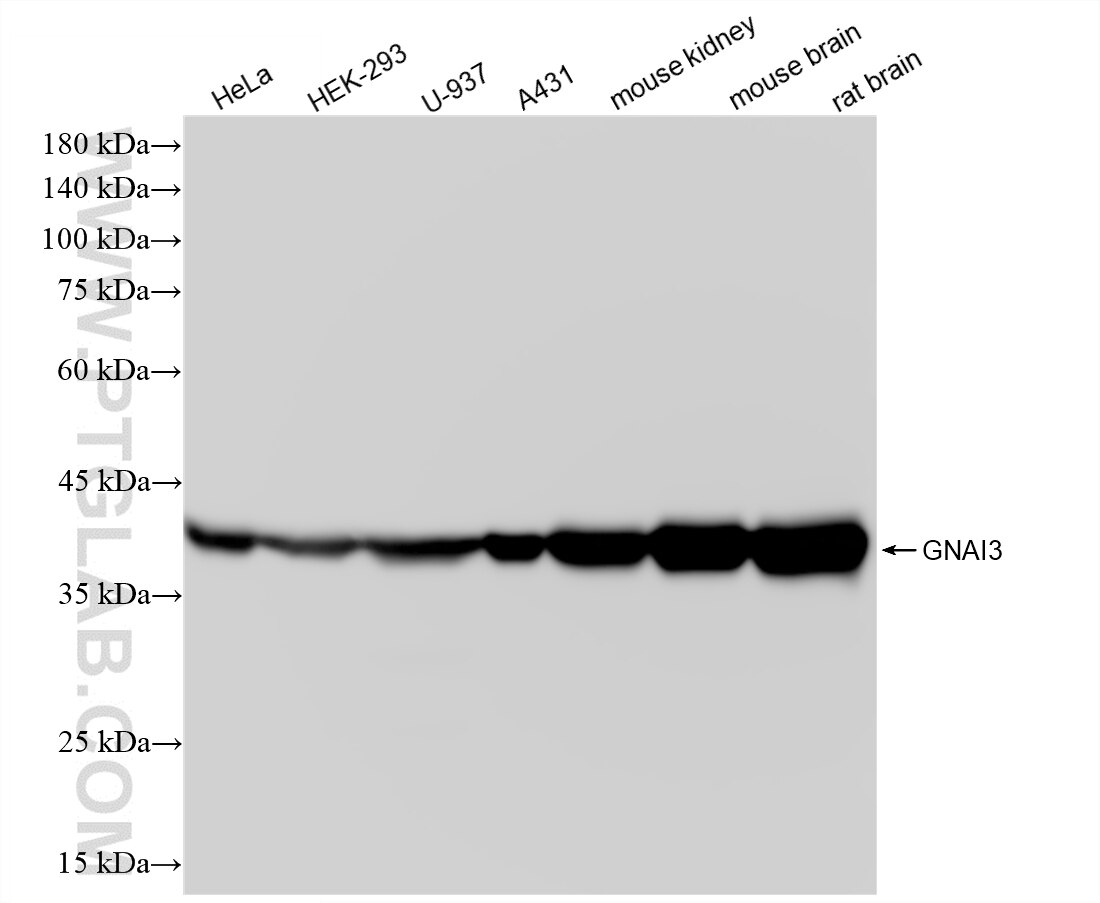 WB analysis using 88438-1-RR (same clone as 88438-1-PBS) Western Blot (WB) analysis of various lysates using GNAI3 Recombinant monoclonal antibody (88438-1-RR)
