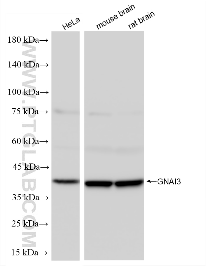 WB analysis using 88438-2-RR (same clone as 88438-2-PBS) Western Blot (WB) analysis of various lysates using GNAI3 Recombinant monoclonal antibody (88438-2-RR)