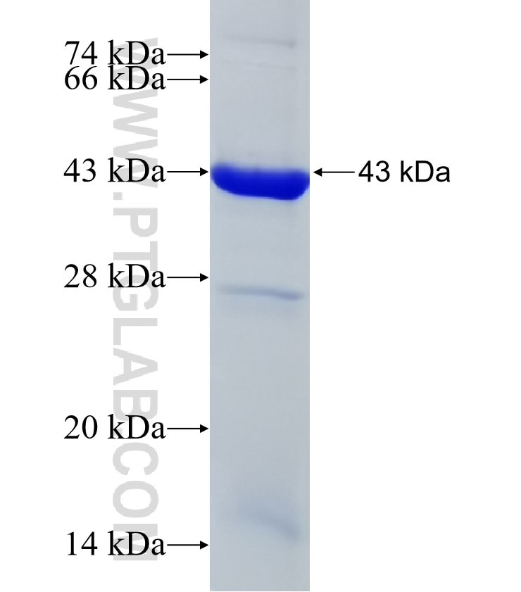 GNAI3 fusion protein Ag32662 SDS-PAGE