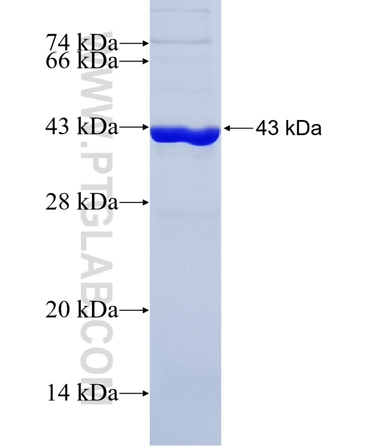 GNAI3 fusion protein Ag32662 SDS-PAGE