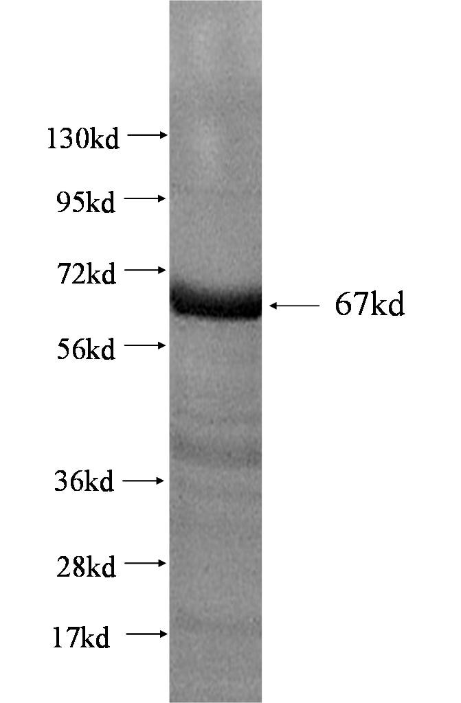 GNAI3 fusion protein Ag2229 SDS-PAGE