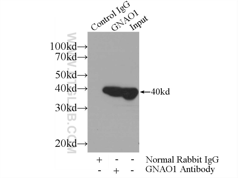 Immunoprecipitation (IP) experiment of mouse brain tissue using GNAO1 Polyclonal antibody (12635-1-AP)