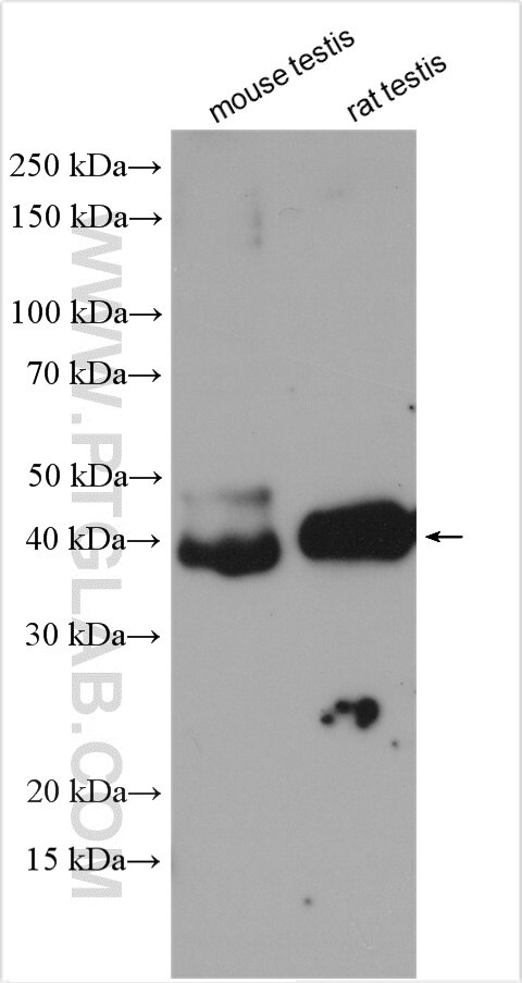 Western Blot (WB) analysis of various lysates using GNAO1 Polyclonal antibody (12635-1-AP)