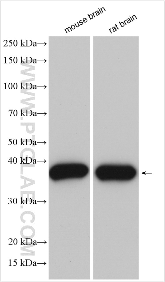 Western Blot (WB) analysis of various lysates using GNAO1 Polyclonal antibody (12635-1-AP)