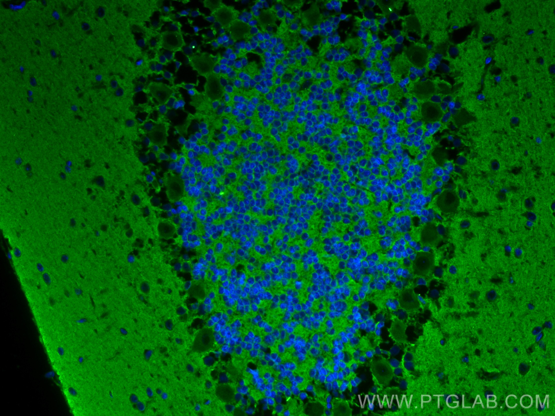 Immunofluorescence (IF) / fluorescent staining of rat cerebellum tissue using GNAO1 Monoclonal antibody (68027-1-Ig)