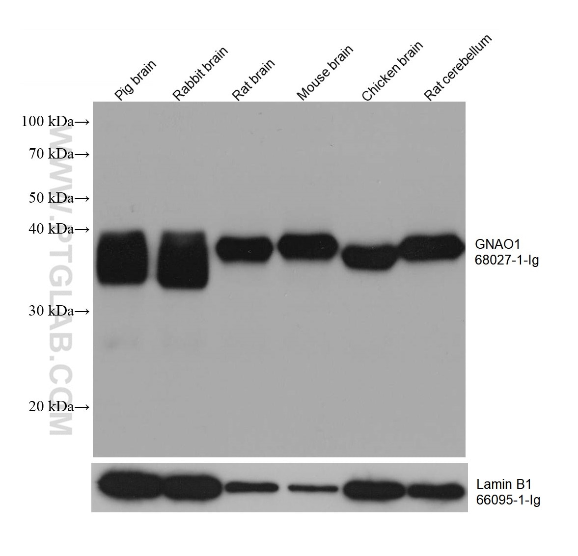 Western Blot (WB) analysis of various lysates using GNAO1 Monoclonal antibody (68027-1-Ig)