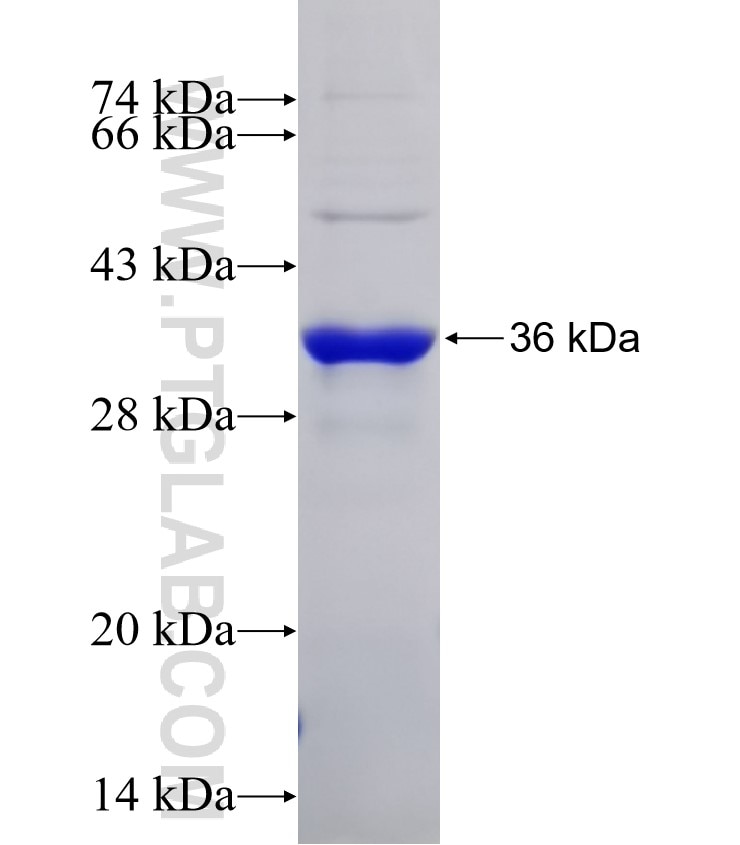 GNAO1 fusion protein Ag32045 SDS-PAGE