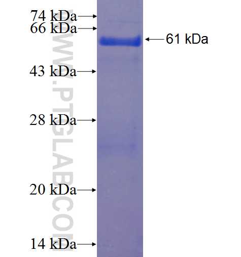 GNAO1 fusion protein Ag3330 SDS-PAGE