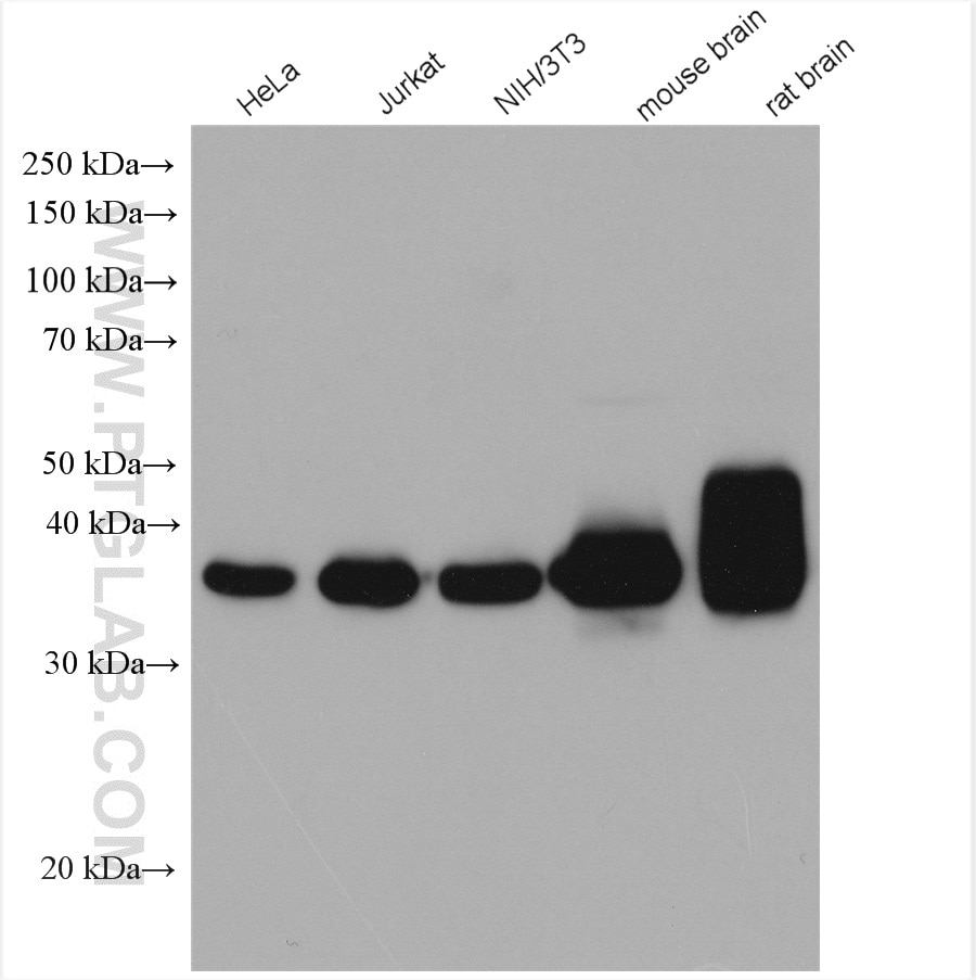 Western Blot (WB) analysis of various lysates using GNAQ Polyclonal antibody (13927-1-AP)