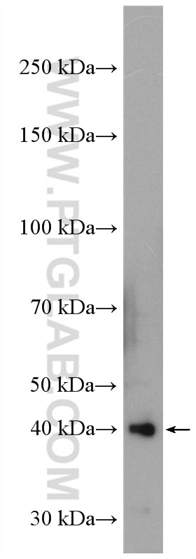 WB analysis of HepG2 using 27264-1-AP