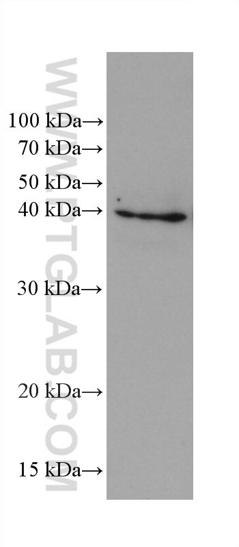 WB analysis of HeLa using 68191-1-Ig