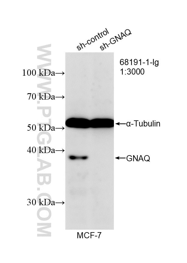 Western Blot (WB) analysis of MCF-7 cells using GNAQ Monoclonal antibody (68191-1-Ig)