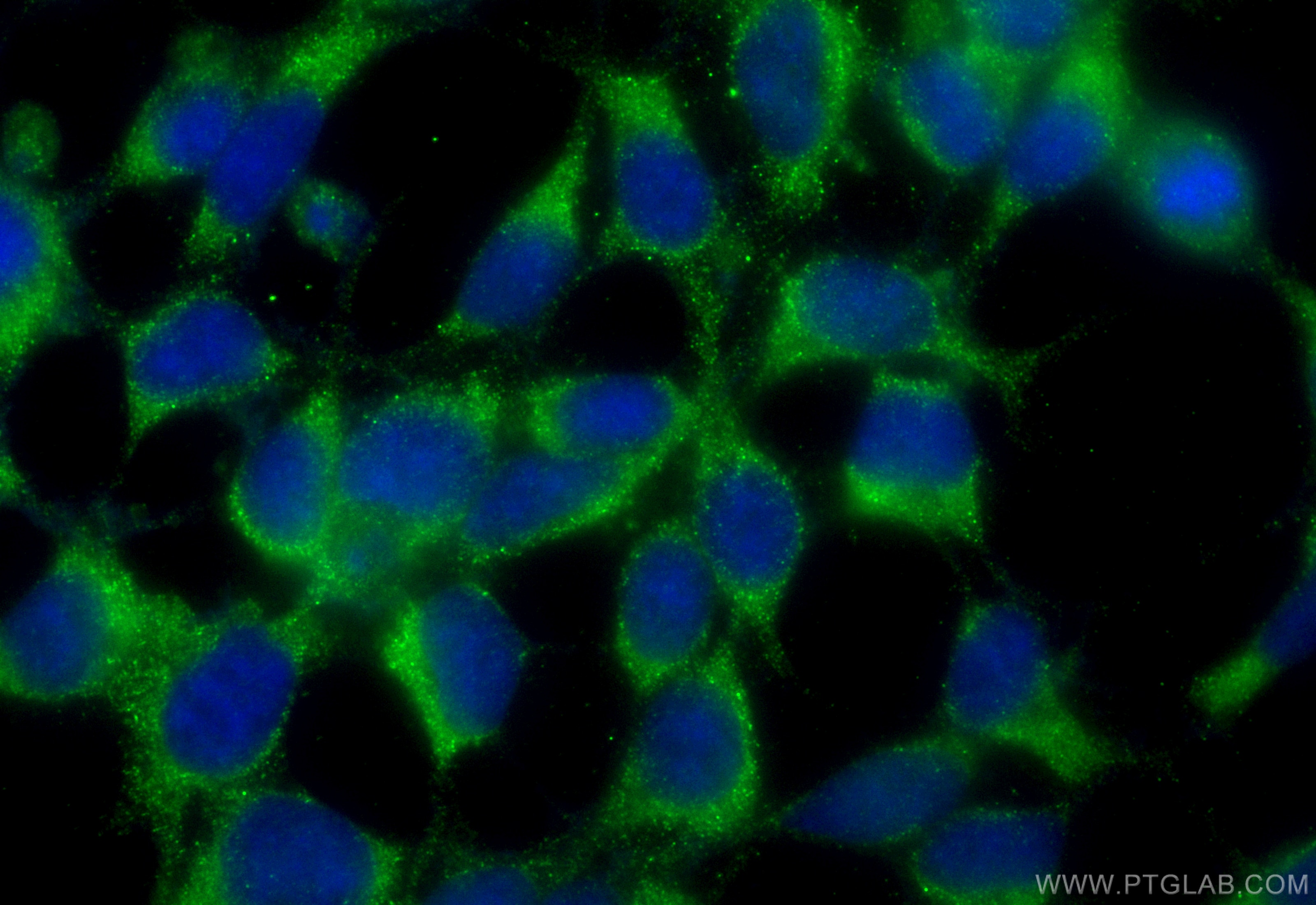 Immunofluorescence (IF) / fluorescent staining of HEK-293 cells using CoraLite® Plus 488-conjugated GNAQ Polyclonal anti (CL488-13927)
