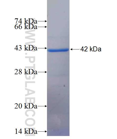 GNAQ fusion protein Ag26170 SDS-PAGE