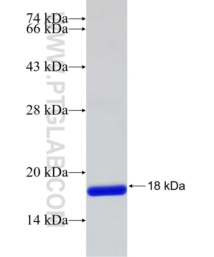 GNAQ fusion protein Ag26178 SDS-PAGE