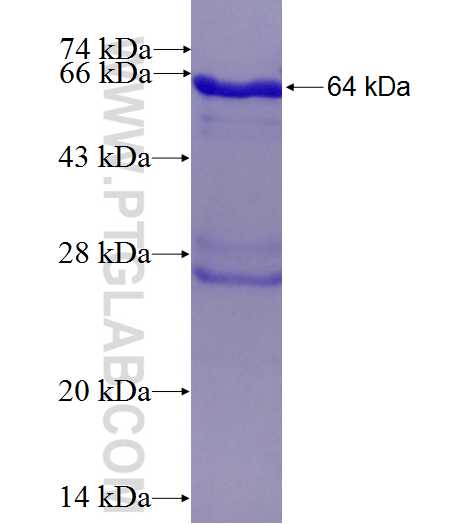 GNAQ fusion protein Ag4947 SDS-PAGE