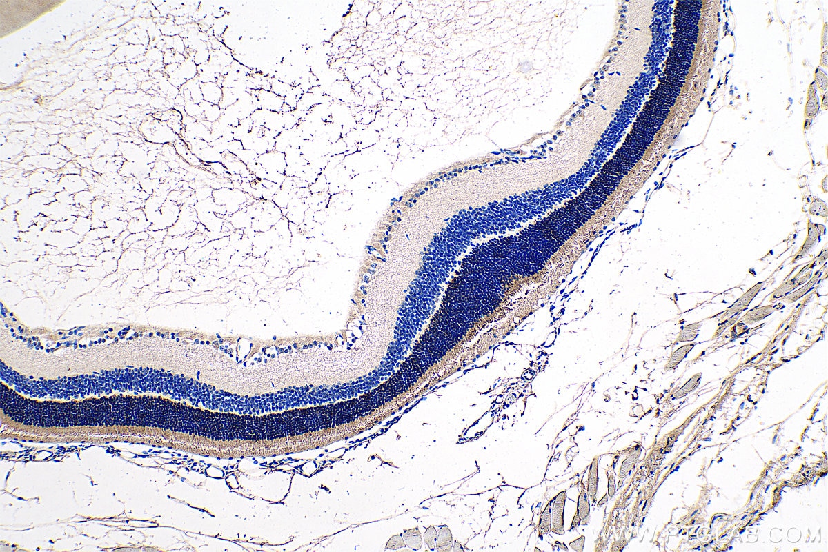 Immunohistochemistry (IHC) staining of mouse eye tissue using GNAT1 Polyclonal antibody (55167-1-AP)