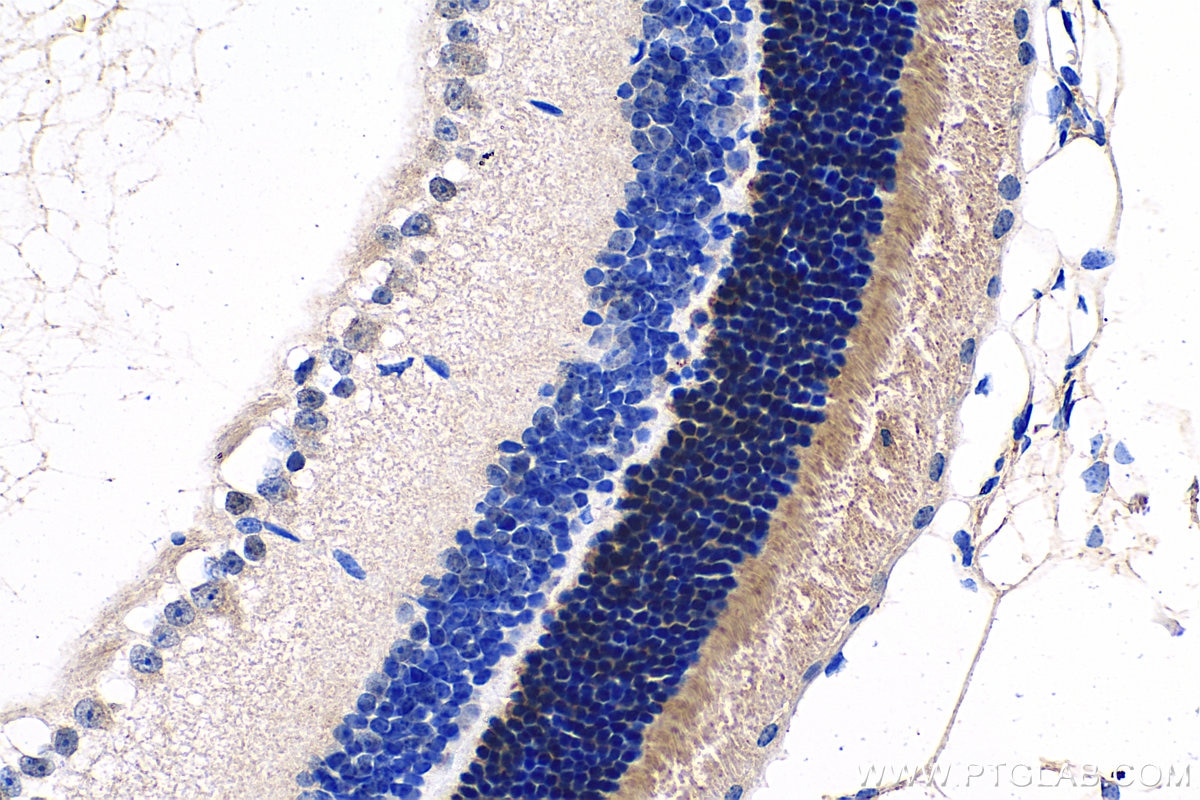 Immunohistochemistry (IHC) staining of mouse eye tissue using GNAT1 Polyclonal antibody (55167-1-AP)