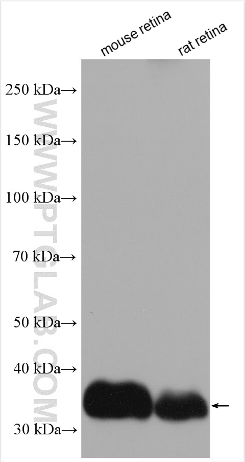 Western Blot (WB) analysis of various lysates using GNAT1 Polyclonal antibody (55167-1-AP)