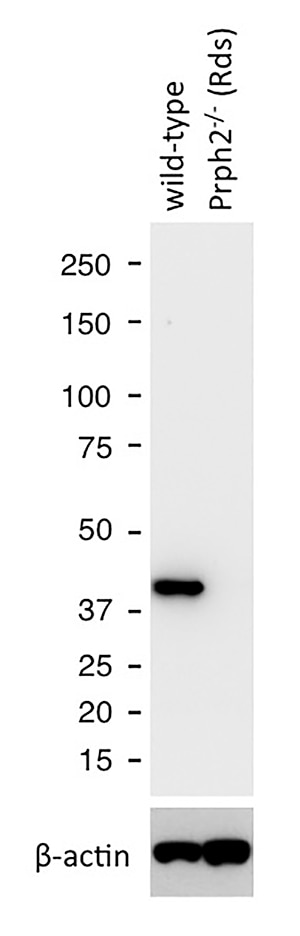 Western Blot (WB) analysis of mouse eye tissue using GNAT1 Polyclonal antibody (55167-1-AP)