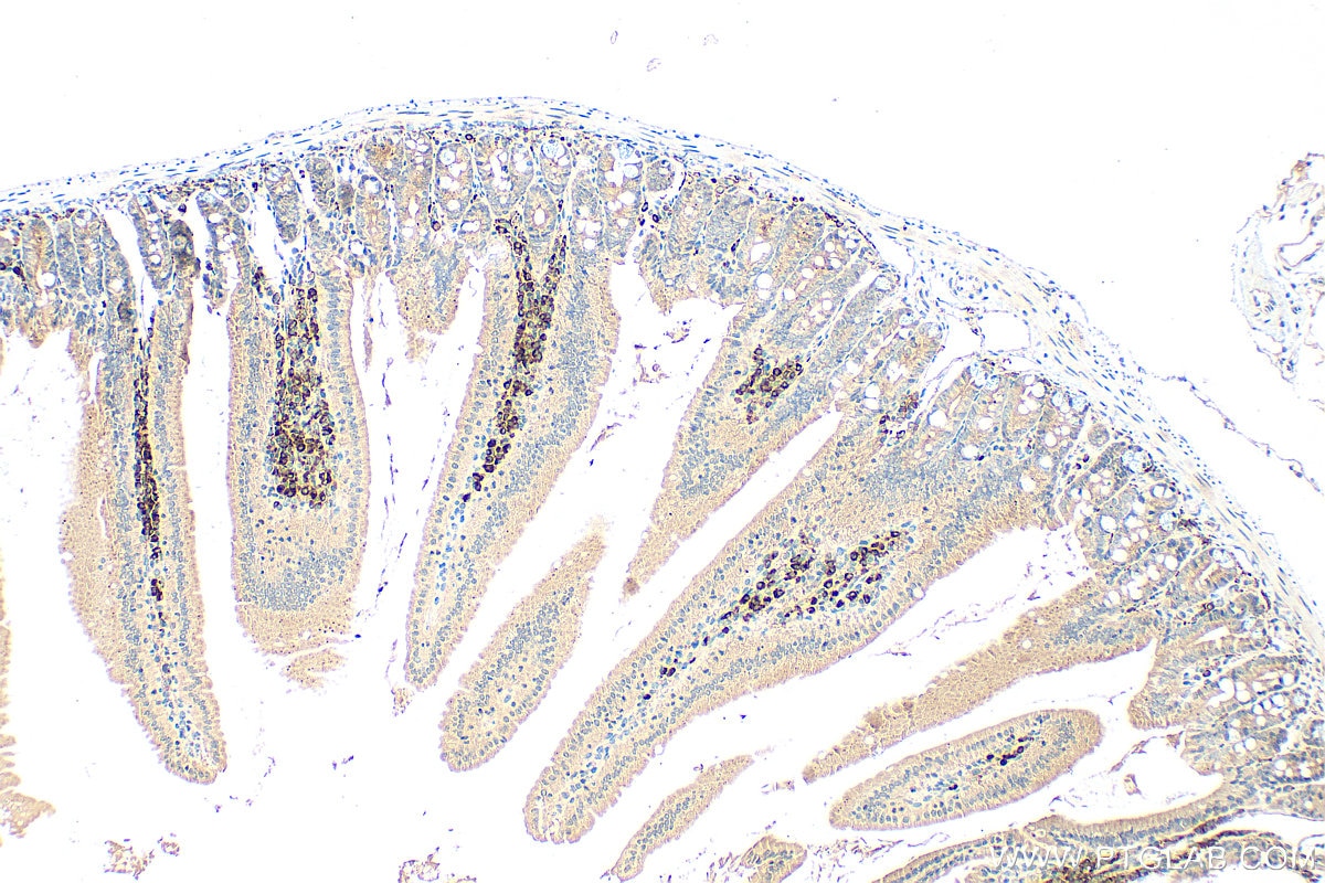 Immunohistochemistry (IHC) staining of mouse small intestine tissue using GNAT3 Polyclonal antibody (25322-1-AP)