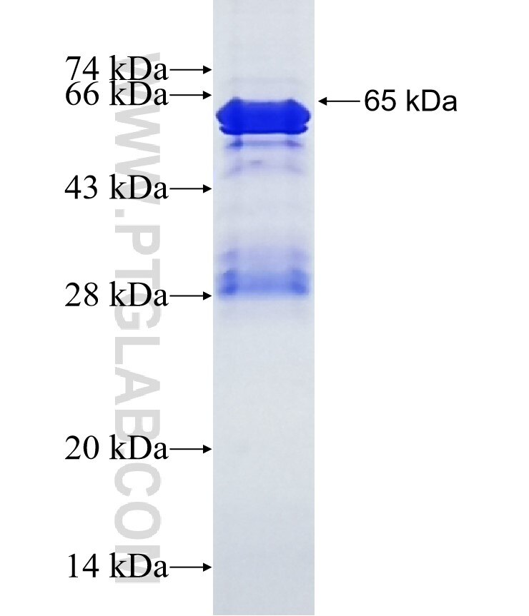 GNAZ fusion protein Ag3255 SDS-PAGE