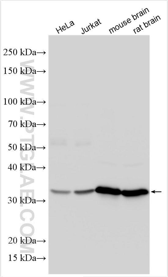 Western Blot (WB) analysis of various lysates using GNB1 Polyclonal antibody (10247-2-AP)