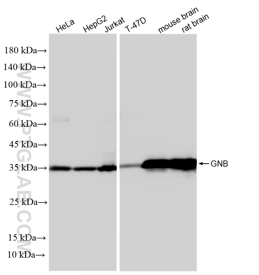 Western Blot (WB) analysis of various lysates using GNB1 Recombinant monoclonal antibody (87127-3-RR)