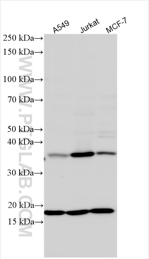 Western Blot (WB) analysis of various lysates using GNB1L Polyclonal antibody (26484-1-AP)