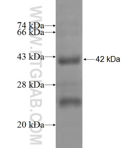 GNB1L fusion protein Ag9468 SDS-PAGE